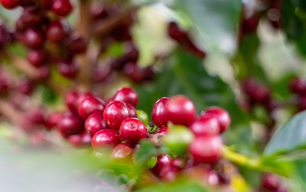 農(nóng)藥殘留檢測儀有哪些說明？蔬菜中農(nóng)藥殘留超標(biāo)的原因