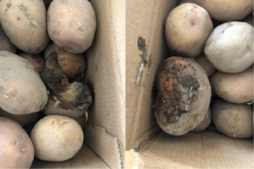 明知故犯！隔夜蟹、變質土豆上了消費者餐桌，誰給的勇氣