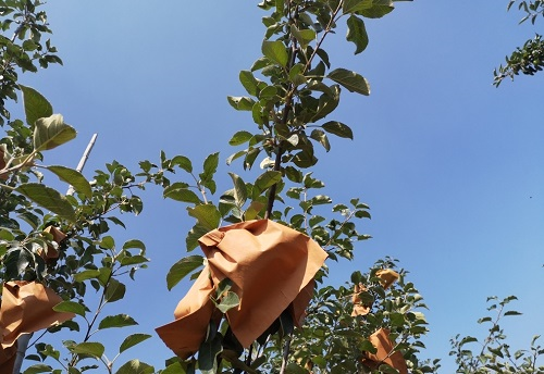 果蔬套袋對農(nóng)殘有影響嗎？用農(nóng)藥殘留速測儀一測便知