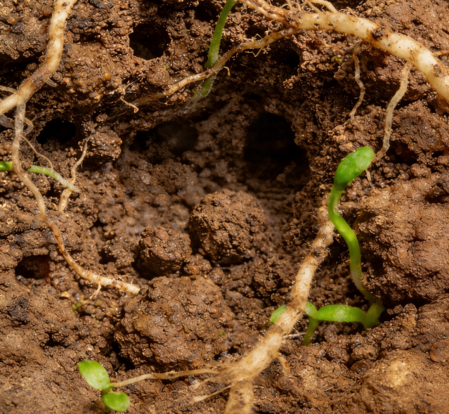 土壤碳通量測定儀：土壤呼吸研究的必備儀器